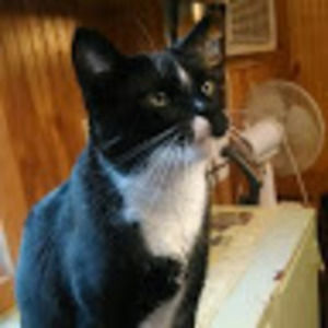 Meet your Posher, Carmen